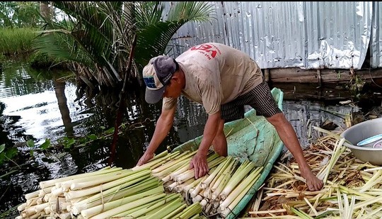 Bồn bồn được người nhà ông Tư lột bỏ vỏ, lấy phần lõi