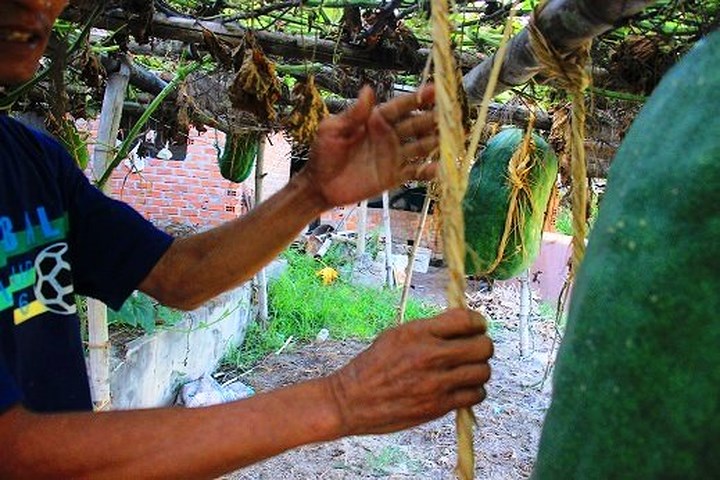 “Vợ chồng tôi già rồi nên không còn sức để khiêng những quả bí đao đó vào nhà được. Vụ rồi, bí cho quả lớn quá, ông nhà tôi phải thuê nhiều người về để chuyển bí vào nhà”, bà Trương Thị Nguyệt (60 tuổi) cho hay.