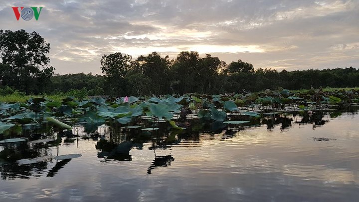 Ngồi thuyền máy du ngoạn thăm thú cảnh đẹp của vùng đầm lầy, lưu lại khoảnh khắc đẹp của những cánh đồng hoa sen, hoa súng.