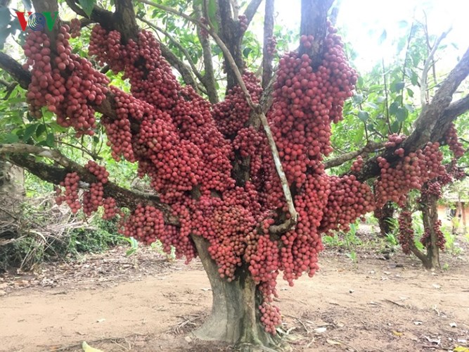 Chị Nguyệt cho biết, cách đây chừng 40 năm, ông bà của chị lấy giống cây này từ trong rừng về vườn nhà trồng.