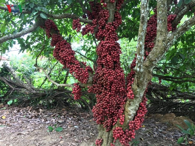 Qủa dâu da mọc thành từng chùm dọc thân và lan ra cành cây. 