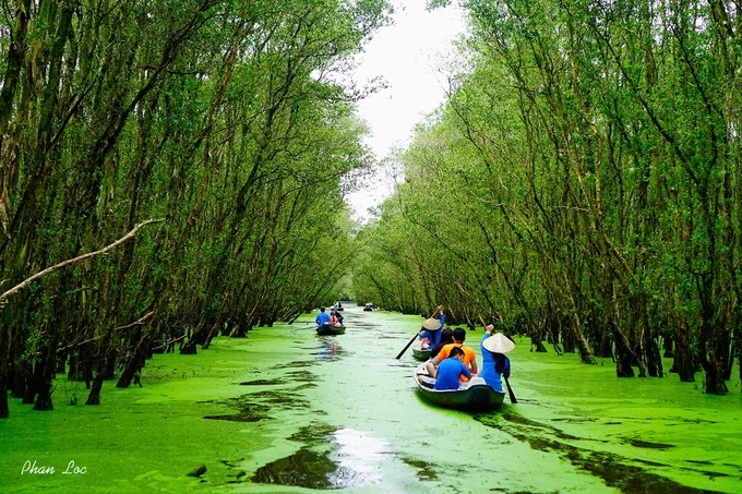 Rừng tràm Trà Sư điểm đến không nên bỏ lỡ vào mùa nước nổi. Ảnh: Phan Bách Lộc