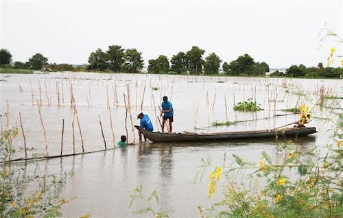 Mùa nước nổi với những sản vật đặc trưng như bông điên điển, cá linh... có sức hấp dẫn to lớn đến du khách. Ảnh: CM