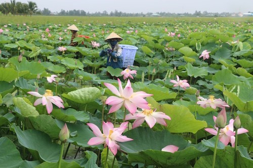 Đồng Tháp với những cánh đồng sen bát ngát, dập dìu cánh cò mỗi chiều tối... là điểm đến níu chân du khách tìm về. Ảnh: NVT