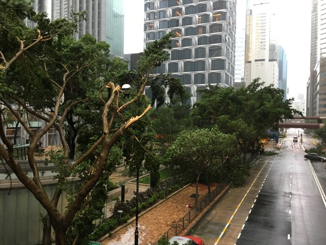 Cây xanh gãy, đổ bên đường Harbour trên đảo Hong Kong.