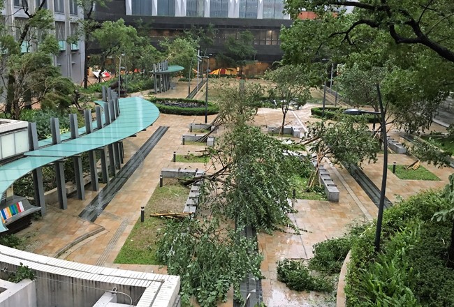 Hàng loạt cây xanh trong vườn hoa Hoa Nhuận thuộc quận Wanchai, Hong Kong đổ gục.