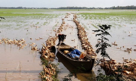 Các địa phương cần chủ động phòng, chống dịch bệnh trên đàn gia súc, gia cầm.