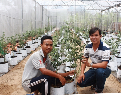 Cà chua công nghệ cao của Cơ sở kinh doanh Nam Long (Phường 5) rất hút hàng.