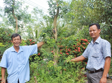 Kinh tế gia đình anh Đỗ Mạnh Cường (xã Tân Hòa) “khỏe” lên nhờ nguyệt quế, vạn niên tùng…