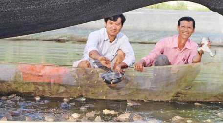 Với đầu ra ổn định, anh Thảo (trái) an tâm sản xuất và dự kiến mở rộng diện tích ương ếch giống.