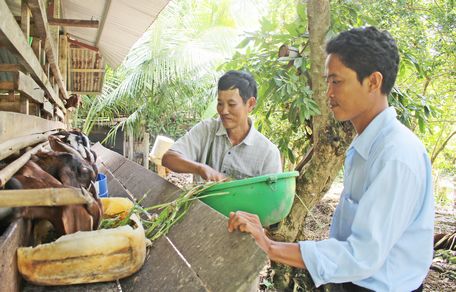 Từ nguồn Quỹ Hỗ trợ nông dân, anh Thái (trái) đã thay đổi giống dê mới để nâng cao chất lượng đàn dê.