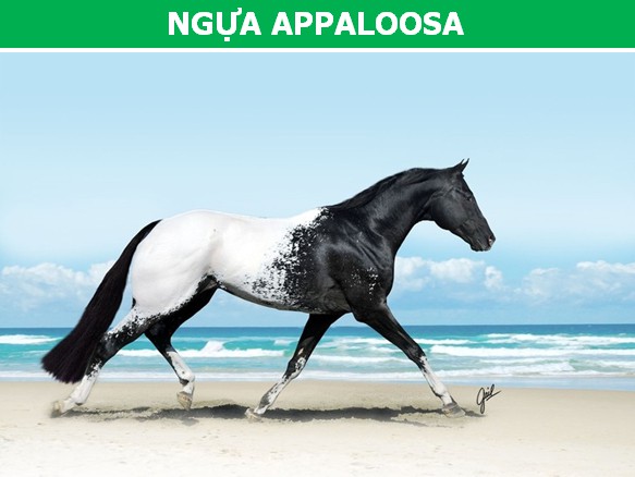 Giống ngựa Appaloosa sở hữu cho mình một màu sắc hết sức đặc biệt và dễ làm mê hoặc bất cứ ai trông thấy chúng. Được biết, Appaloosa khá phổ biến ở nước Mỹ.