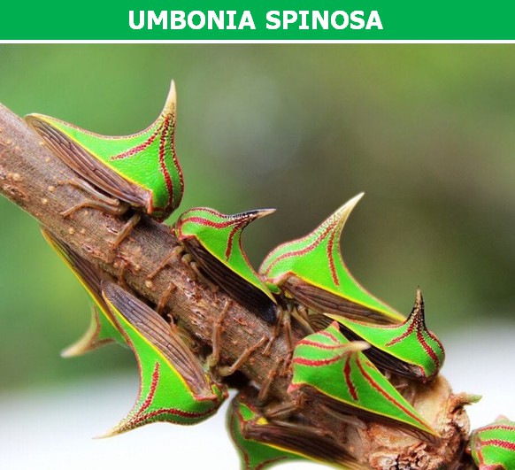 Umbonia spinosa là một loài côn trùng sống tập trung ở các quốc gia Nam Mỹ. Với hình dáng đặc biệt của cơ thể, khi đứng yên Umbonia spinosa trong không khác gì những chiếc gai của cành cây mà chúng bám vào.