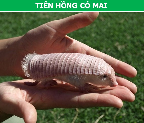 Pink Fairy Armadillo (Tiên hồng có mai) là một loài thú có vẻ ngoài như trong truyện cổ tích được tìm thấy ở Argentina, đặc biệt là các vùng địa hình cát hoặc đồng cỏ.