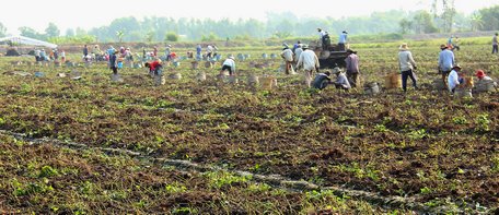 Nhãn hiệu tập thể góp phần nâng cao giá trị sản phẩm địa phương. Trong ảnh: Cánh đồng khoai lang Bình Tân.