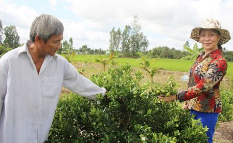 Nhờ nhân rộng các mô hình có hiệu quả, dự kiến cuối năm nay thu nhập bình quân đầu người của xã Long Mỹ đạt 41 triệu đồng/năm.