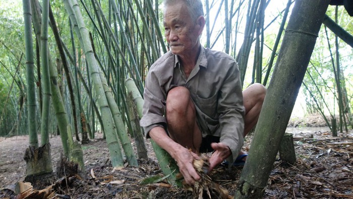  Cụ Sang ủ lá tre khô vào gốc tre