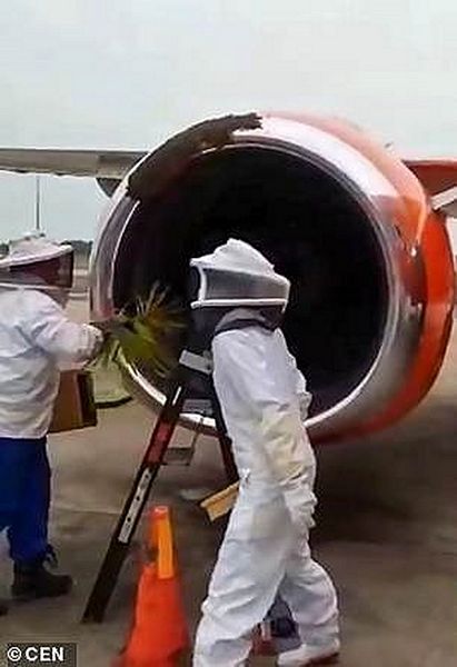  Hai người thợ nuôi ong được hãng bay gọi đến để xử lý bầy ong. Ảnh: Cen