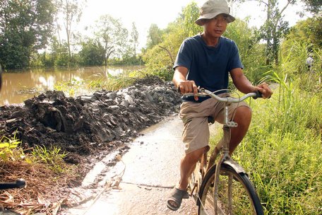 Triều cường đầu tháng 8 âl khiến nhiều bờ bao, giao thông nông thôn bị tràn.