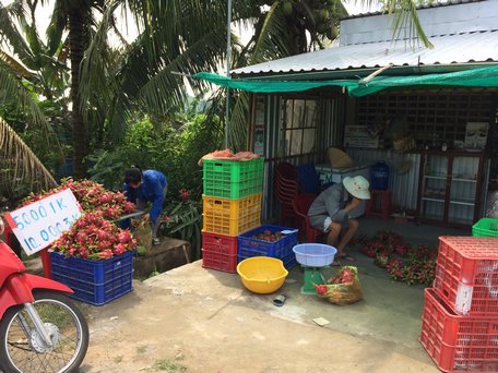  Mặc dù bán với giá 5.000 đ/kg loại lớn và 10.000 đ/3kg nhưng khách mua rất ít.