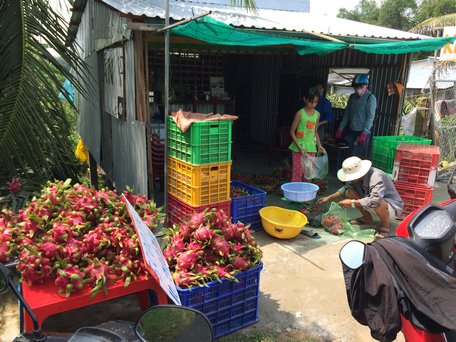 Với giá này, vườn thanh long ruột đỏ ông Phạm Văn Út chỉ huề vốn.