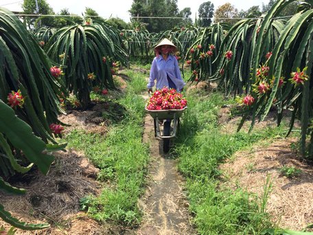  Vườn thanh long đang vào mùa chính rộ