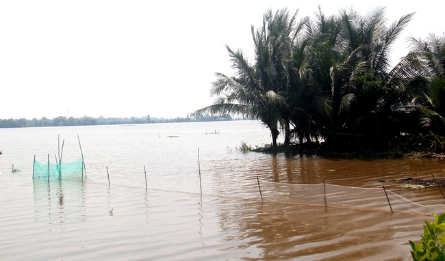 Một số vùng thu hoạch xong, Bình Tân chủ động xả lũ đón phù sa.