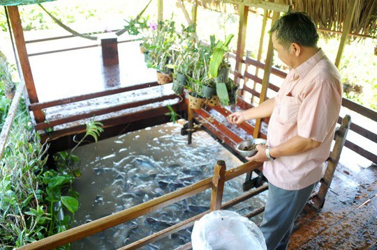 Kỳ lạ lão nông miền Tây dẫn dụ đàn cá tra 