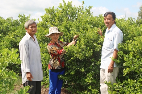 Trồng tắc đang mang lại nguồn thu khá cho gia đình anh Tẻng.