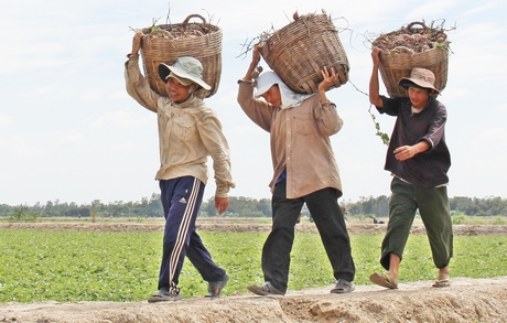 Nông dân Vĩnh Long luôn cần cù trong lao động sản xuất, đóng góp cho sự phát triển tỉnh nhà.