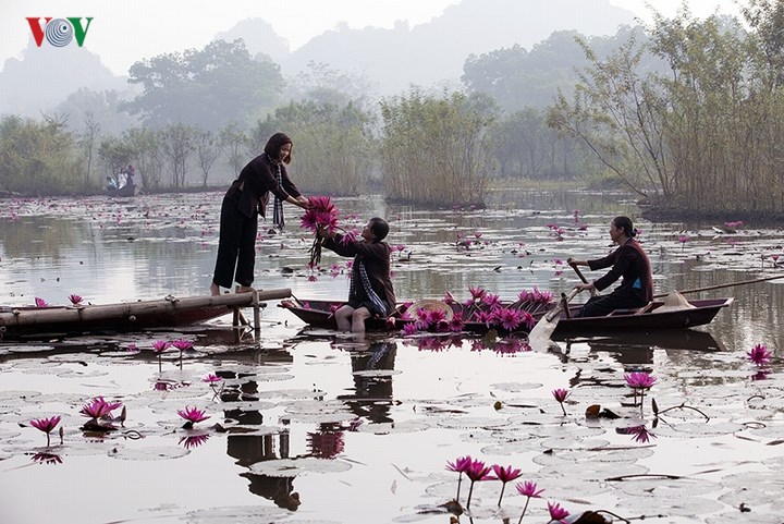 Tới chùa Hương vào dịp hoa súng nở, du khách có cơ hội tận hưởng một không gian thanh bình, yên ả và trong lành.