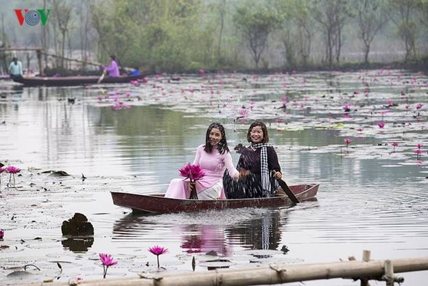 Thời điểm chụp hoa súng đẹp nhất là từ 6-8h sáng.