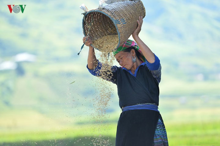 Năm 2007, ruộng bậc thang ở 3 xã La Pán Tẩn, Dế Xu Phình, Chế Cu Nha được Nhà nước công nhận Danh thắng quốc gia. Không chỉ vậy, Mù Cang Chải còn vào top 10 ruộng bậc thang đẹp nhất thế giới. Hình ảnh người dân tại khu vực xã La Pán Tẩn mùa thu hoạch lúa.