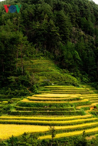 Từng thửa ruộng bậc thang chập chùng, uốn lượn như những cơn sóng vàng óng ả trong nắng vàng hớp hồn những ai có mặt nơi đây.