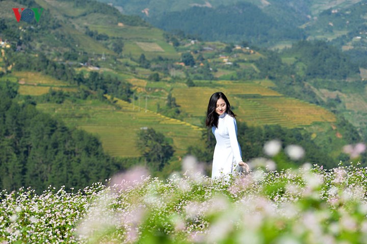 Một nhân vật trong chuỗi hành trình “Yên Bái - Trải nghiệm hành trình di sản” chụp ảnh cùng những sườn hoa tam giác mạch.