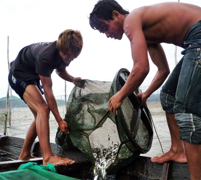 Nông dân ĐBSCL đánh bắt cá linh