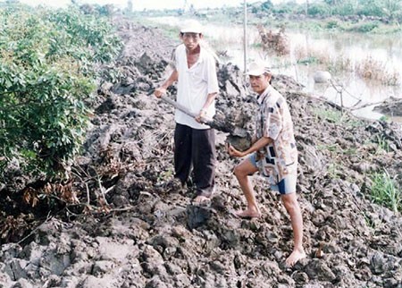 Nông dân Đồng Tháp đắp đê bao bảo vệ vườn mùa lũ.