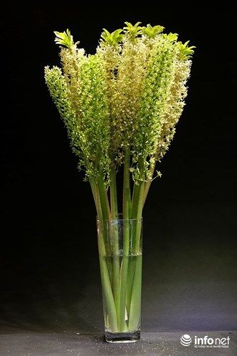 Hoa Eucomis Autumnalis thuộc họ măng tây, có thể cao hơn 1m. (Ảnh: Infonet)