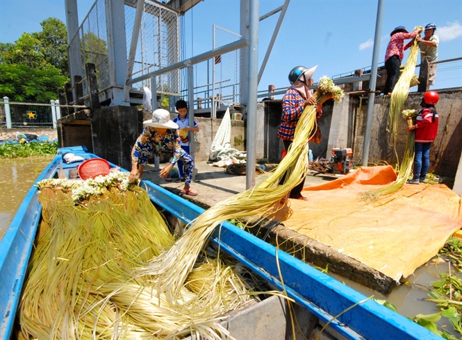 Chị Lê Thị Thắm, thương lái mua bông súng đồng ở phường Núi Sam, TP. Châu Đốc – An Giang mỗi ngày thu gần 1 tấn bông súng đồng của người dân mang qua bán. Sau đó bó lại từng bó nặng khoảng 1kg, bán giá cao gấp 2-3 lần so với giá của người dân Campuchia bán.