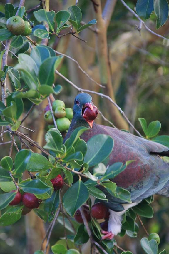  Chú bồ câu gỗ kereru New Zealand đang muốn nuốt trọn một quả ổi đỏ.