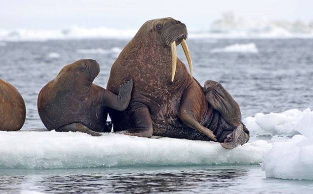 Những chú hải mã Thái Bình Dương đang ngồi trên một tảng băng trôi ở biển Chukchi, Alaska.