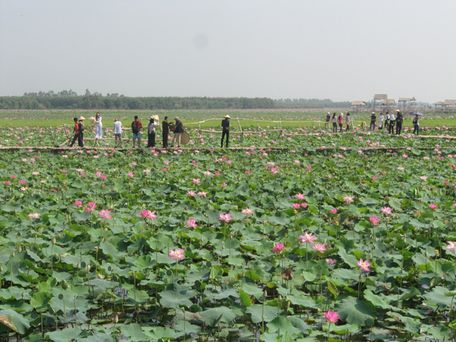 Phát triển nhãn hiệu Sen Tháp Mười