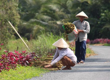 Tăng thu nhập cho nông dân lúc nông nhàn bằng những món quà của thiên nhiên.
