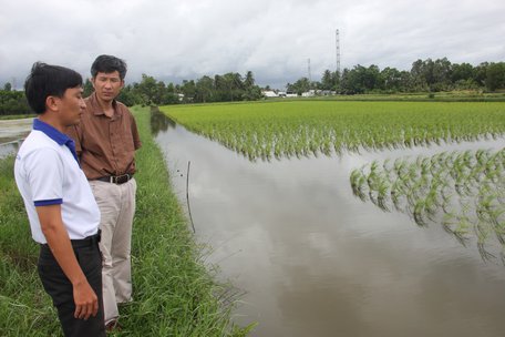 Ông Dương Vũ Phong- nhân viên kỹ thuật Công ty CP Xã hội Minh Phú (trái) và TS. Nguyễn Văn Kiền (Việt kiều Úc)- thành viên sáng lập Organic Mekong- thăm ruộng lúa- tôm ở xã Biển Bạch Đông (huyện Thới Bình- Cà Mau).