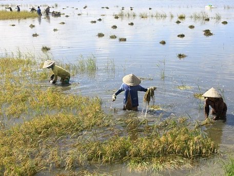 (Ảnh minh họa. Duy Khương/TTXVN)