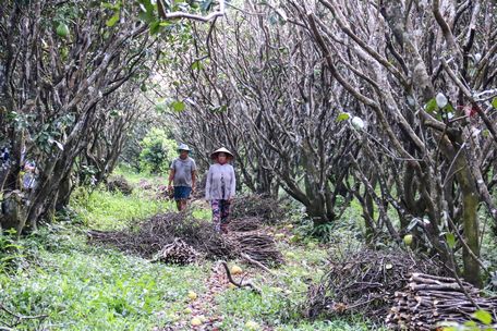 Nhiều diện tích đất trồng bưởi lâu năm của bà con ở xã Mỹ Hòa rơi vào cảnh tiêu điều.