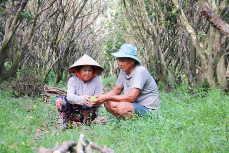  Người dân lượm bưởi rụng bán “vớt vát” với giá 1.000 đ/kg.