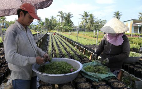  Làng hoa sẽ cung ứng cho thị trường tết từ 3- 4 triệu giỏ hoa các loại.