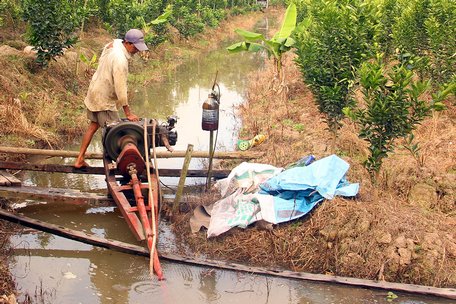 Bơm nước vườn cam bị ngập do nước tràn bờ bao.