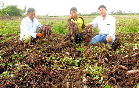 Khoai lang là mặt hàng quan trọng của Vĩnh Long.